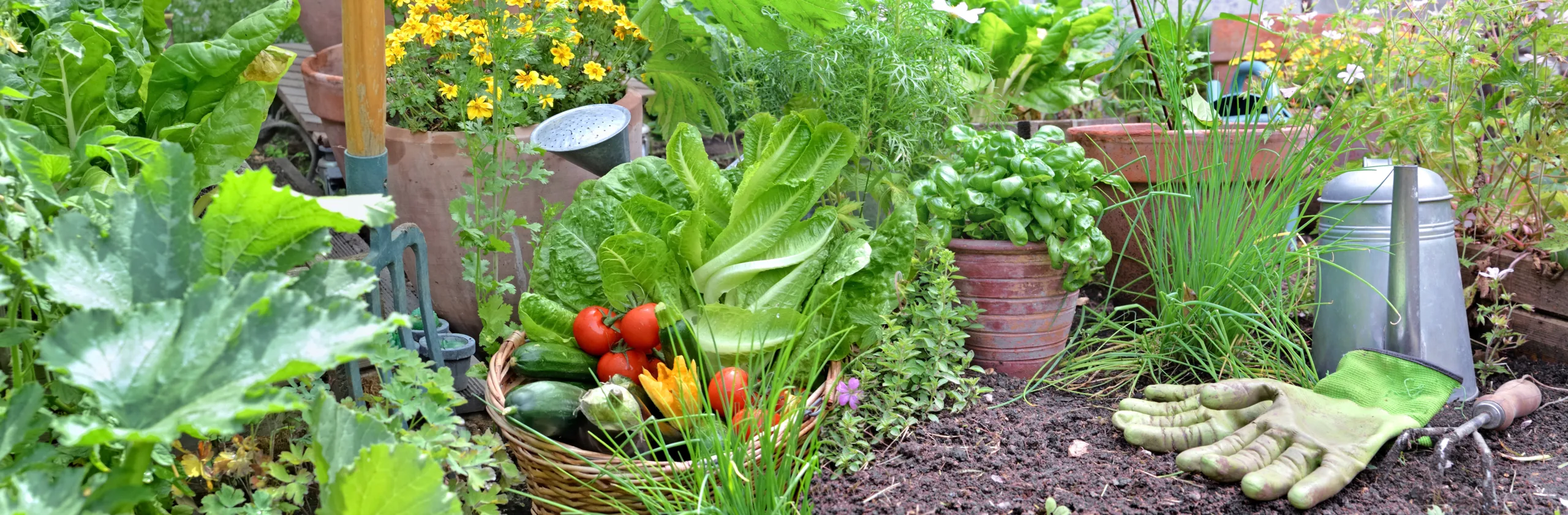 Gemüsegarten im Juni mit frischem Gemüse und Kräutern