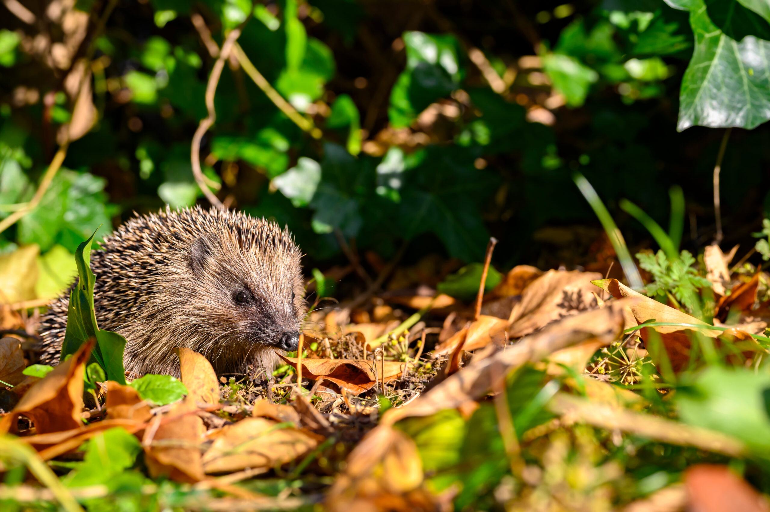 Igel im Garten mit Herbstlaub