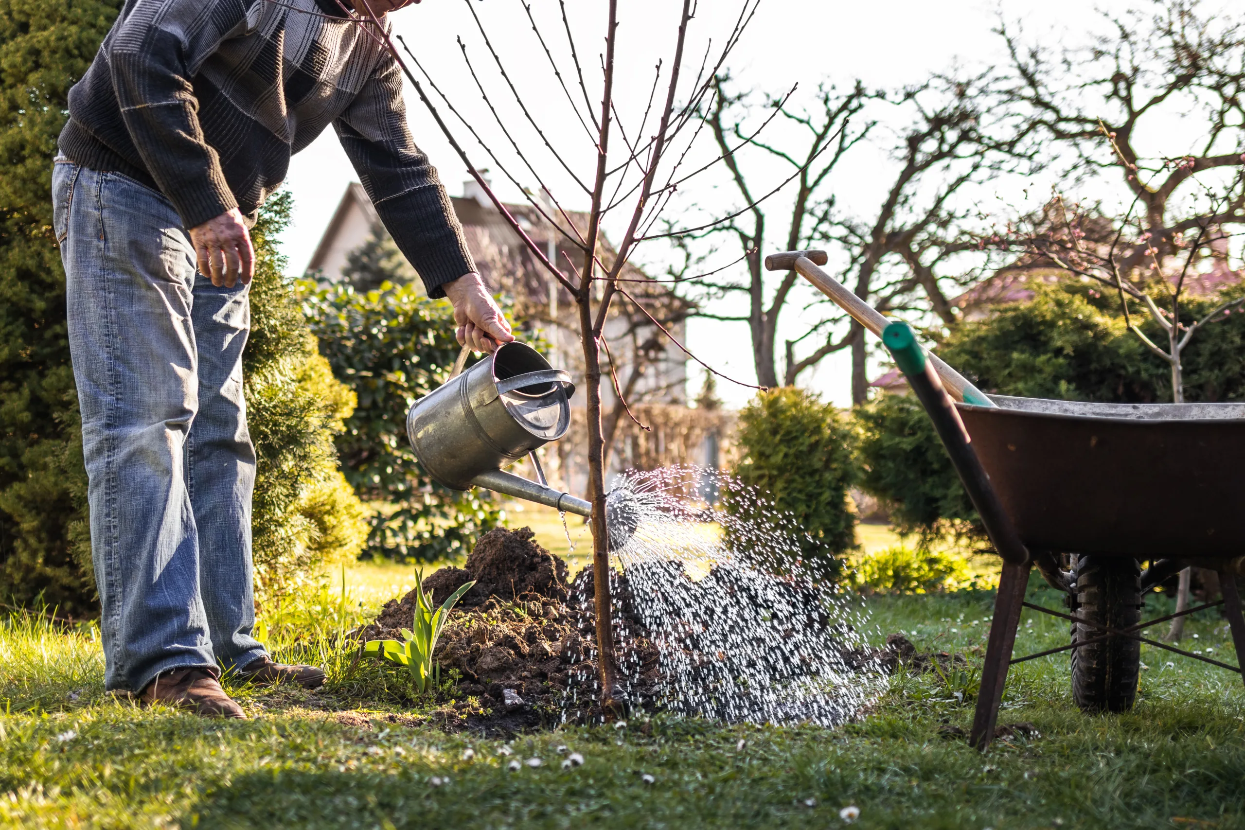 Obstbaum wird gepflanzt und angegossen