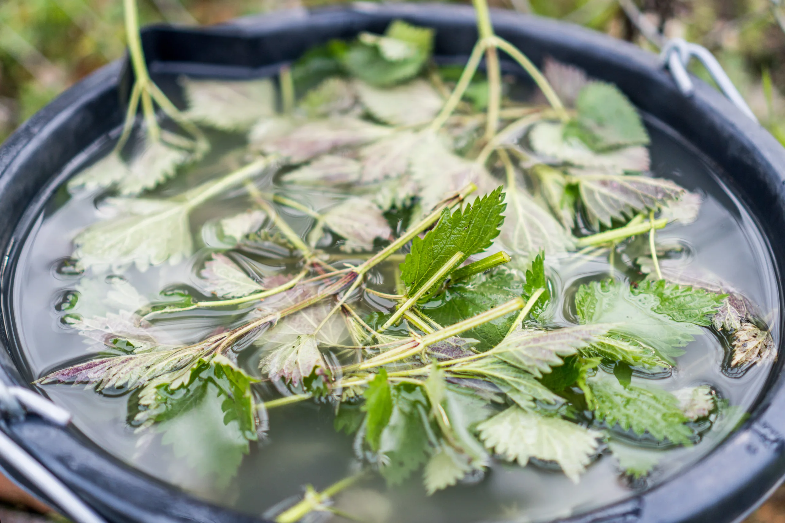 Brennnesseljauche mit Gesteinsmehl im Eimer
