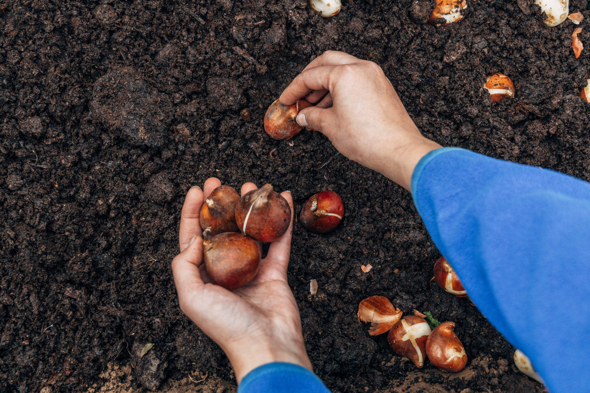 Gartenblog Tulpen pflanzen Ultimativer Guide für prachtvolle Blüten