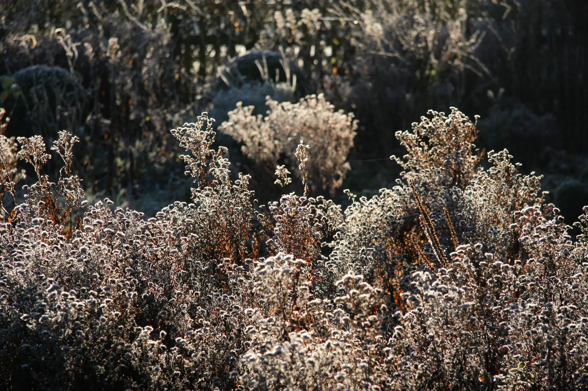 Winter im Naturgarten