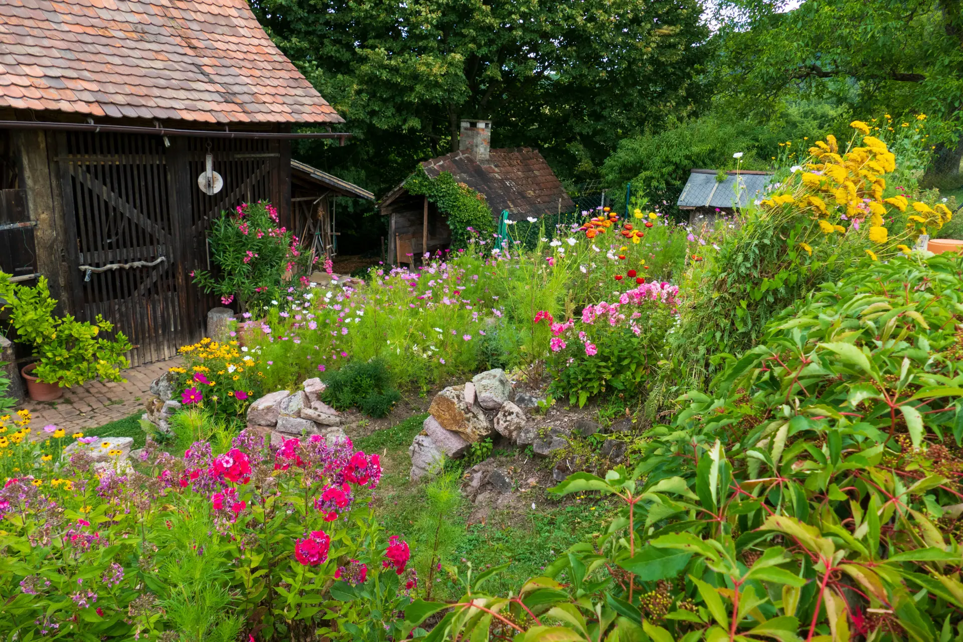 Bauerngarten mit bunten Blumen wie Sonnenhut, Cosmea und Phlox