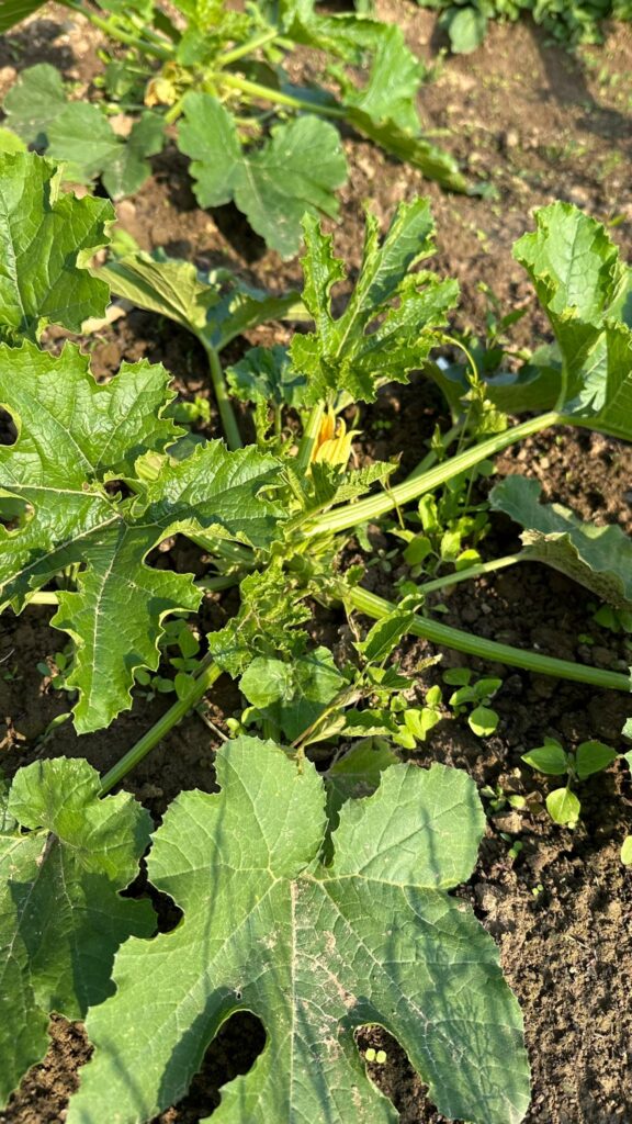 erste Zucchiniblüte