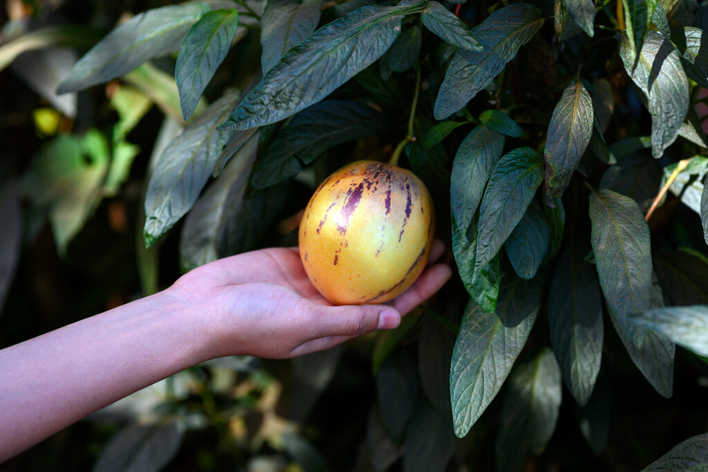 reife Melonenbirne