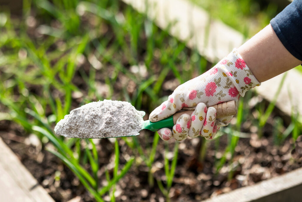 Asche als Dünger für Zwiebeln im Garten