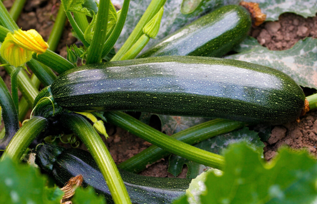 Zucchini im Garten