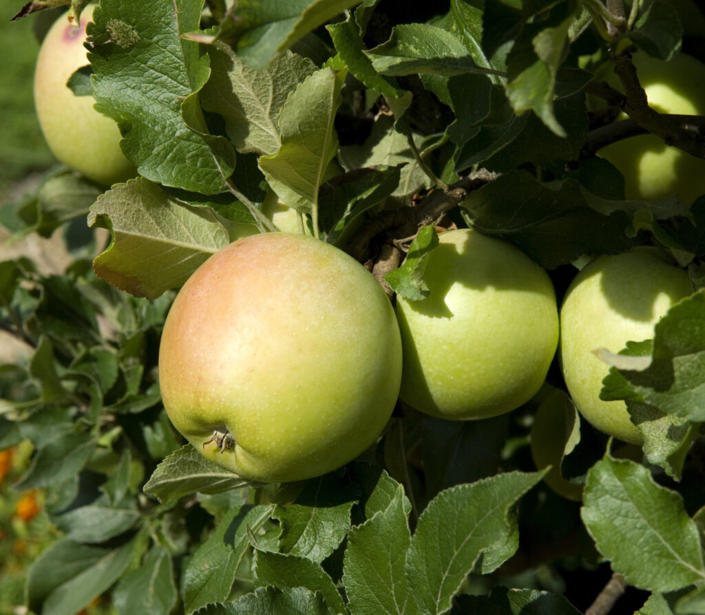 Zuccalmaglio Alte Apfelsorte