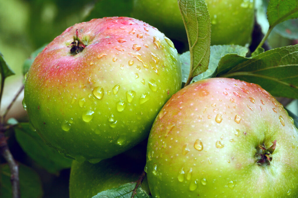 Jakob Lebel Alte Apfelsorte