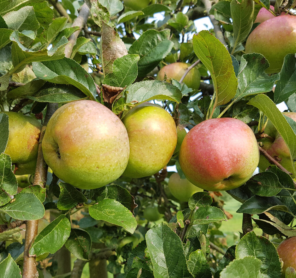 Ontario Alte Apfelsorte