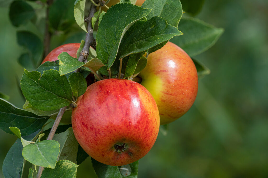 Goldparmäne Alte Apfelsorte