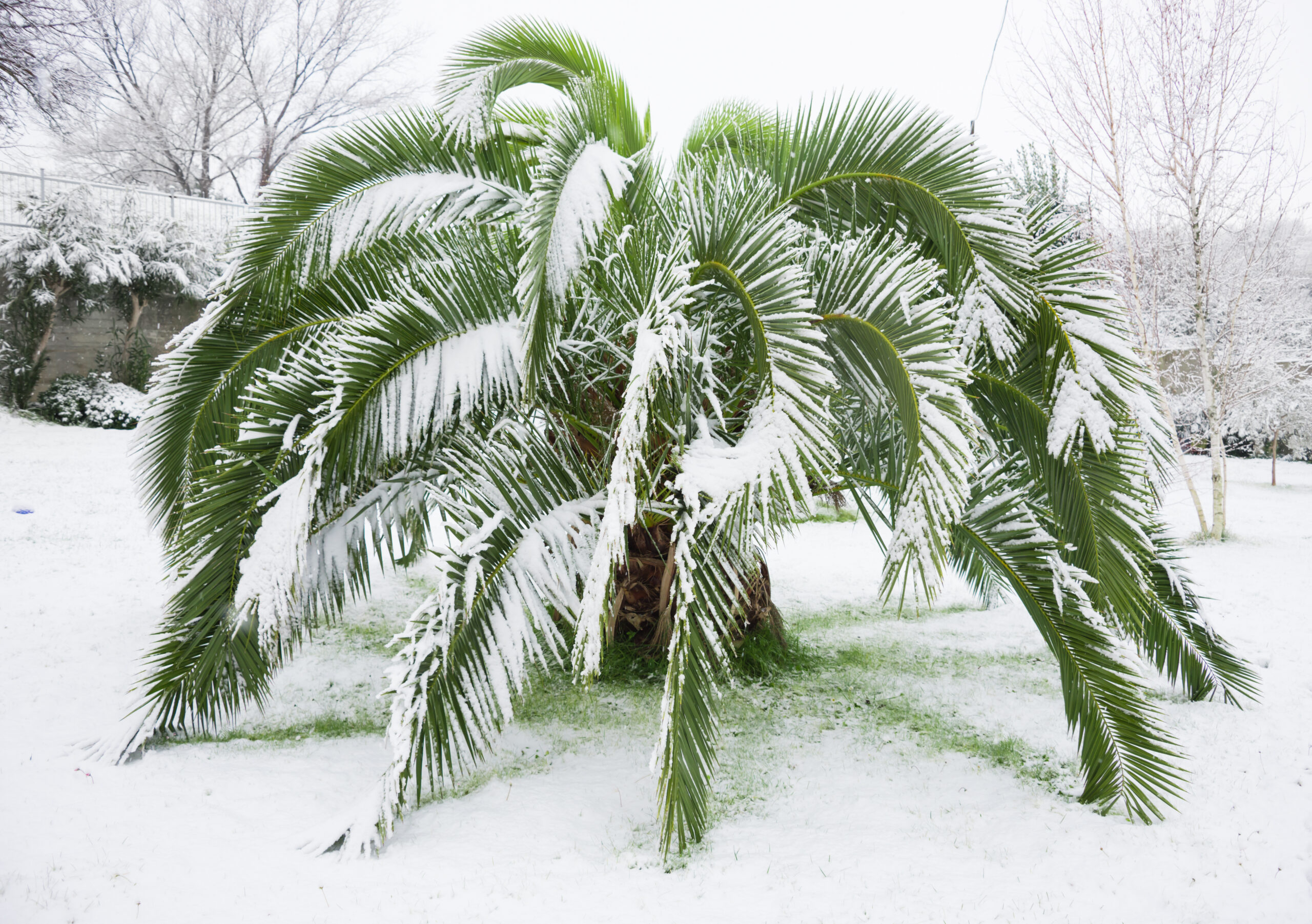 Palme im Schnee