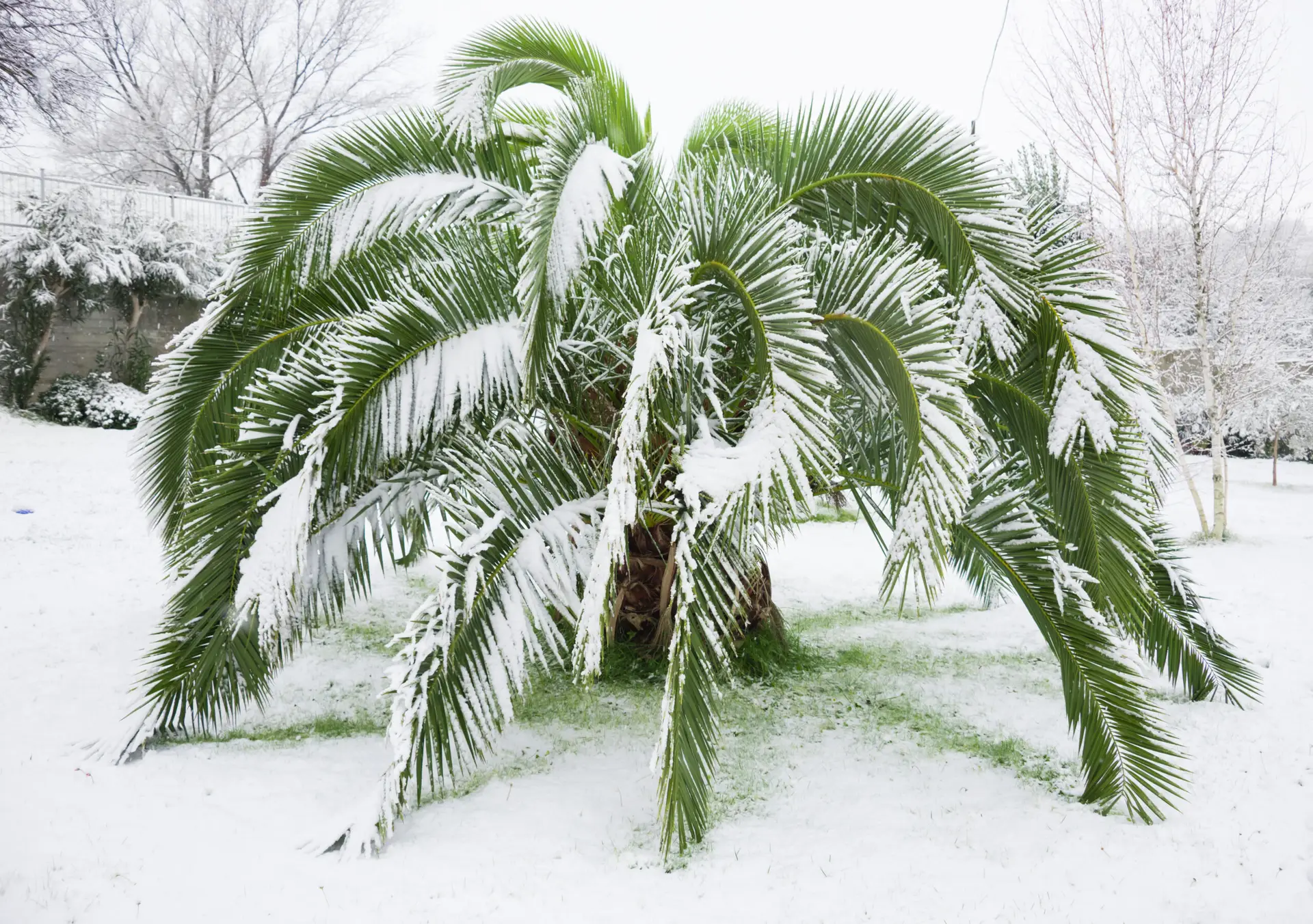 Palme im Schnee