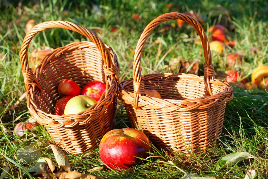 aufgesammeltes Fallobst