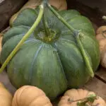 grüner Muskatkürbis