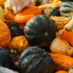 verschiedene Zierkürbisse
