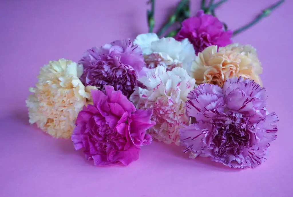 rosafarbene, weiße und lilafarbene Nelken