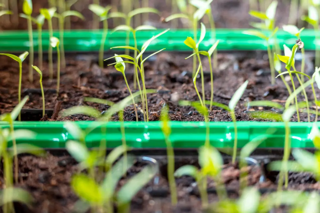 Anzucht Gemüsepflanzen