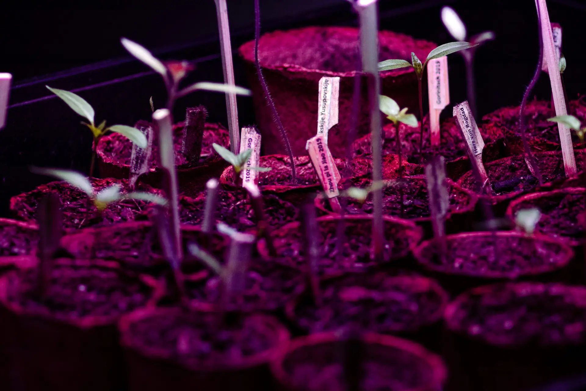 gekeimte Tomatenpflanzen