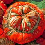 Bischofsmütze Kürbis