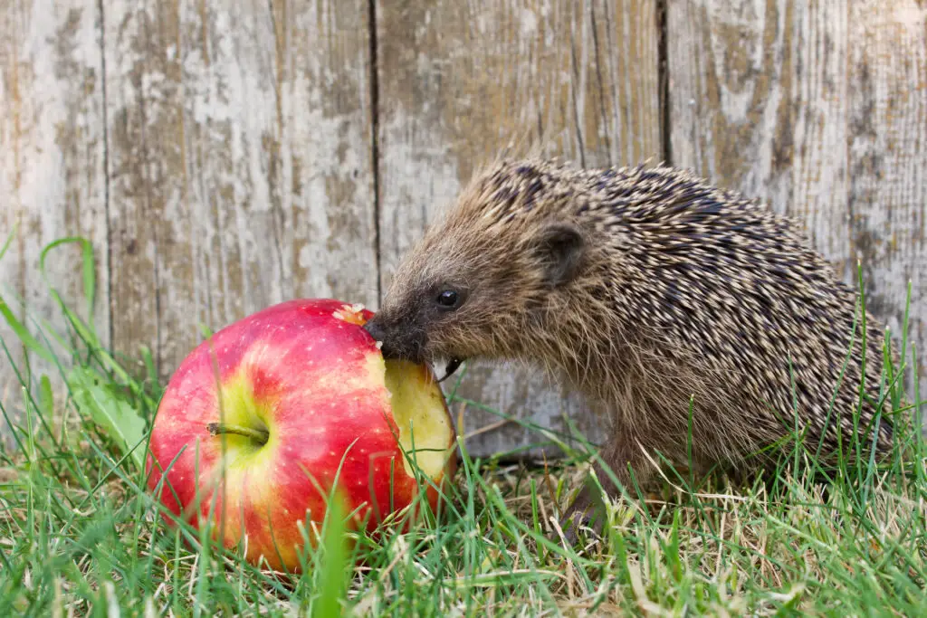 Igel frisst Apfel