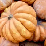 Long Island Cheese Kürbis