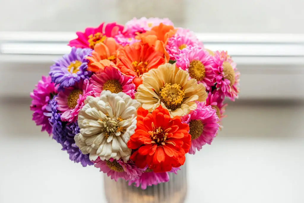 bunte Zinnien