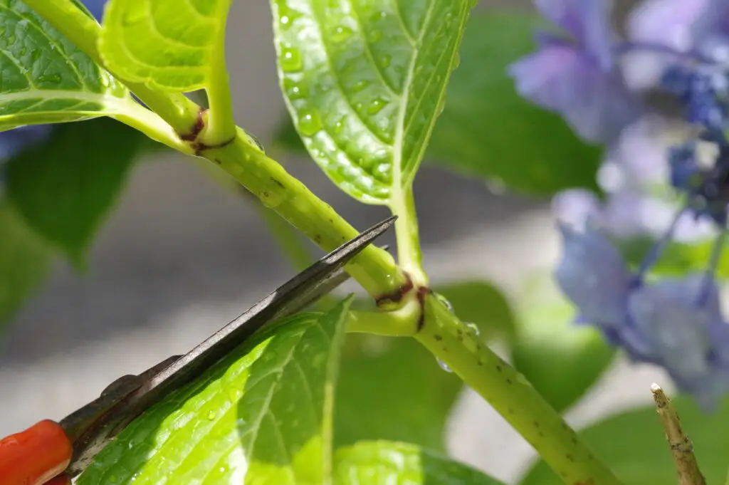 Blumen richtig schneiden
