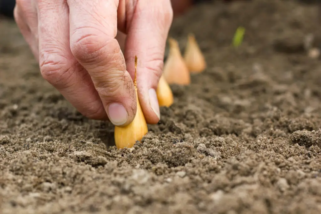pflanzen von Steckzwiebeln