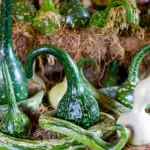 verschiedene Flaschenkürbisse