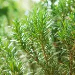 Rosmarin mit nadelartigen grünen Blättern im Garten.