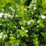 Blühende Myrte (Myrtus communis) mit weißen Blüten und grünen Blättern.