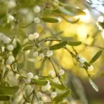 Mistelzweige mit grünen Blättern und weißen Beeren im Sonnenlicht.