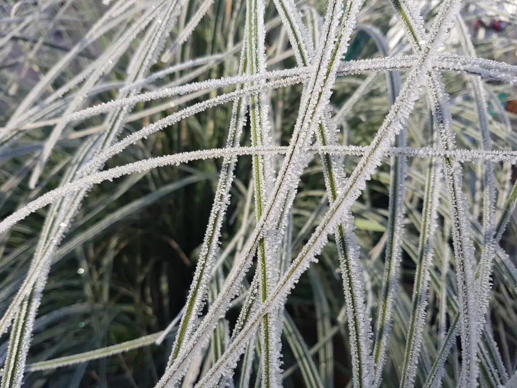 Pampasgras ummantelt mit Raureif.