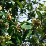 Nelkenbaum mit Blütenknospen und glänzenden grünen Blättern.