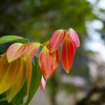 Roter Blattaustrieb der Glanzmispel im Frühjahr.