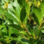 Lorbeerstrauch mit glänzenden grünen Blättern und Knospen.