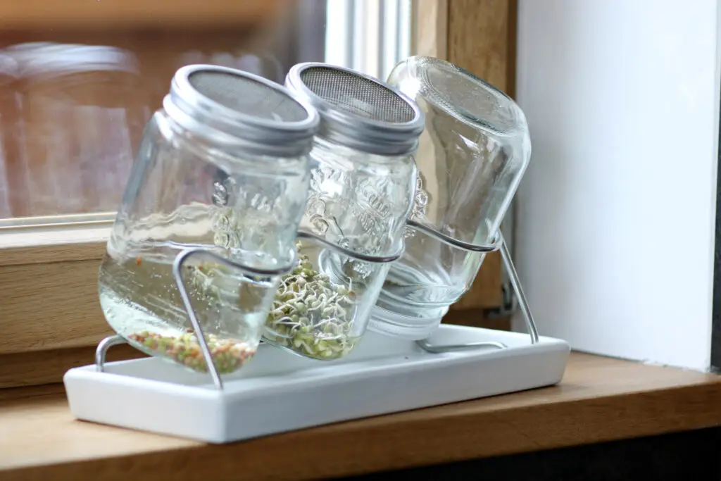 Keimgläser mit Sprossen in einem Halter auf der Fensterbank.