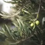 Olivenzweig mit schmalen Blättern und grünen Oliven.