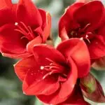 Rote Amaryllis (Hippeastrum) in voller Blüte.