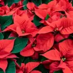 Rote Weihnachtssterne mit grünen Blättern dicht nebeneinander.