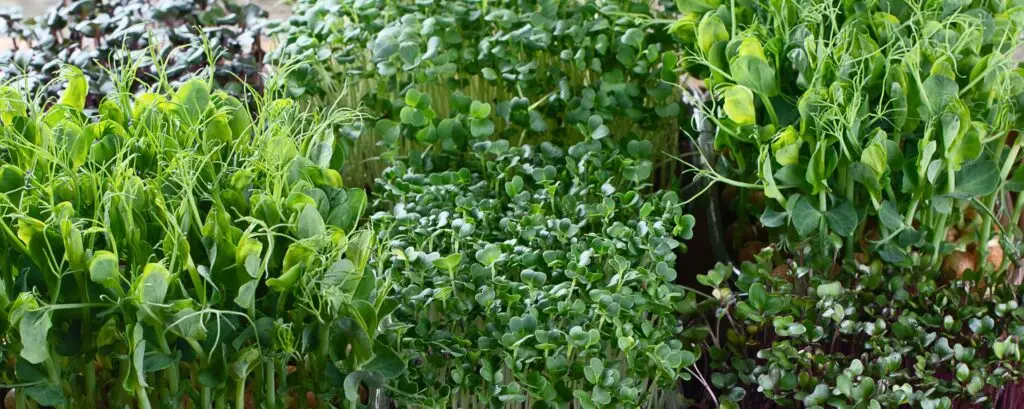 Verschiedene Microgreens und Keimlinge dicht gewachsen.