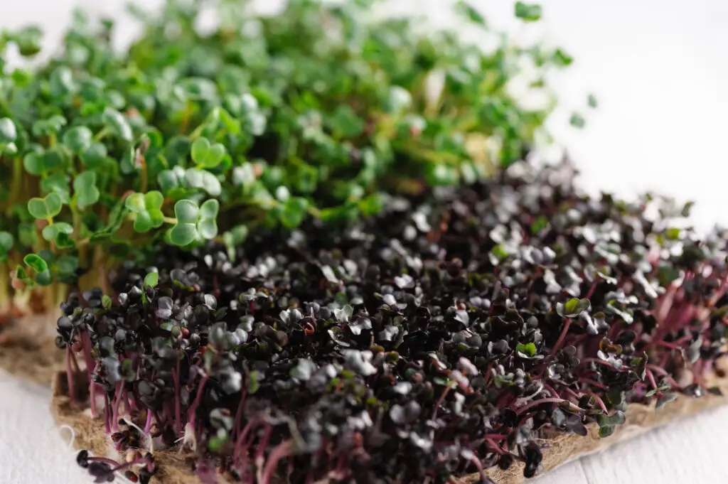 Dicht gewachsene Microgreens in Grün und Violett auf einer Anzuchtmatte.