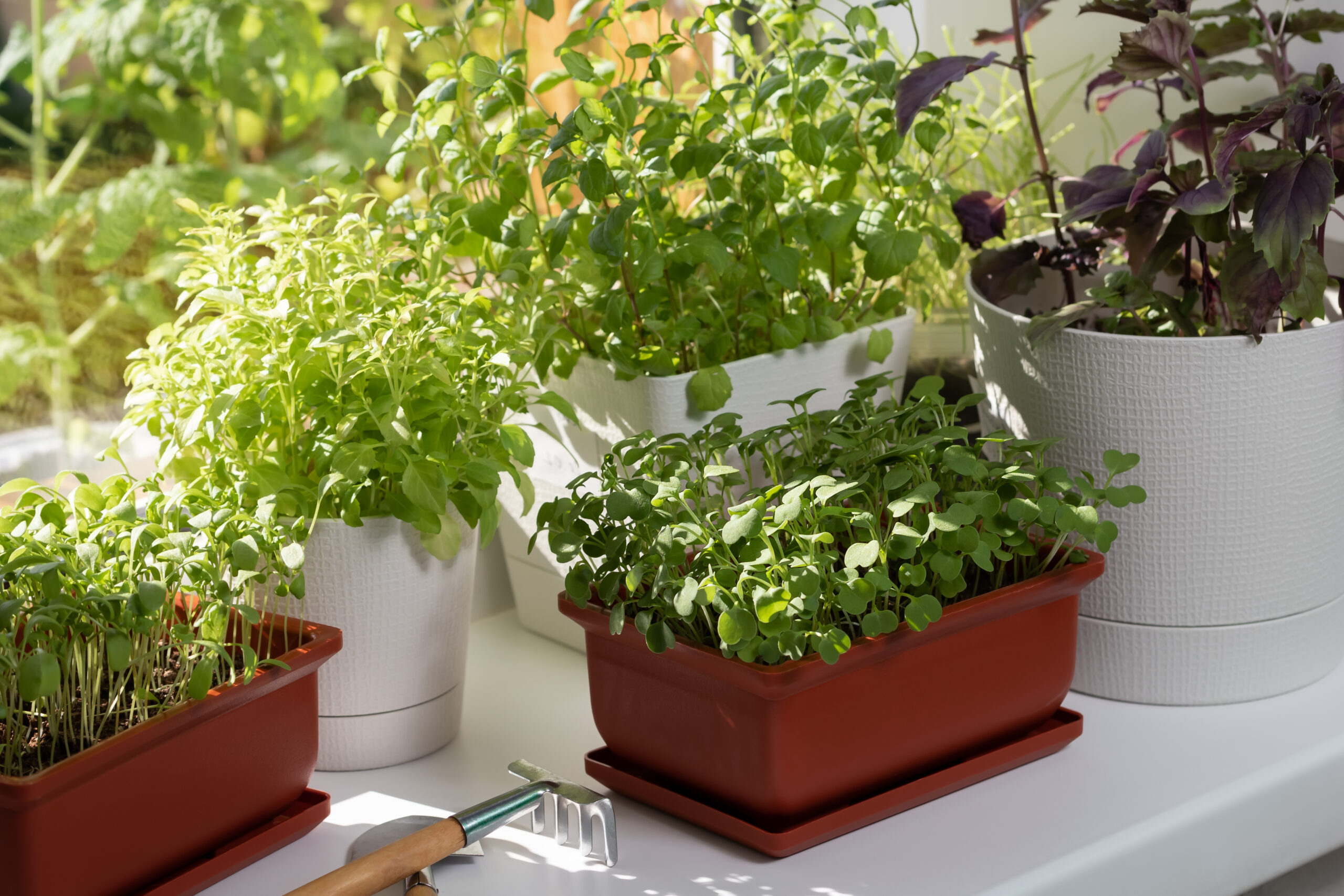 Indoor Anbau von Gemüse und Kräutern auf der Fensterbank geht ganz einfach.