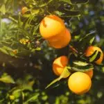 Reife Orangen hängen an einem Orangenbaum im Sonnenlicht.