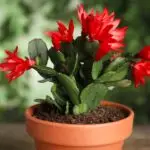 Roter Weihnachtskaktus (Schlumbergera) in Blüte im Topf.