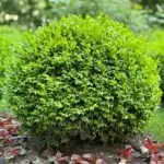 Kugelförmig geschnittener Buchsbaum im Gartenbeet.