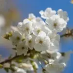 Blühender Kirschblütenzweig als Barbarazweig mit weißen Blüten vor blauem Himmel.