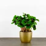 Glücksklee mit dunkel gezeichneten grünen Blättern in einem goldenen Blumentopf auf einem Tisch vor hellem Hintergrund.