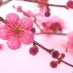 Rosa Pflaumenblüte (Ume) an einem Zweig mit Knospen vor hellem Hintergrund.